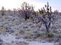 desert